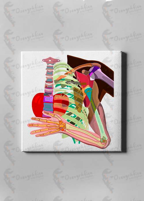 Ilustraciones Hombro - Image 2
